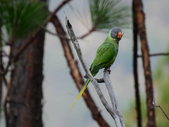 slate headed parakeet